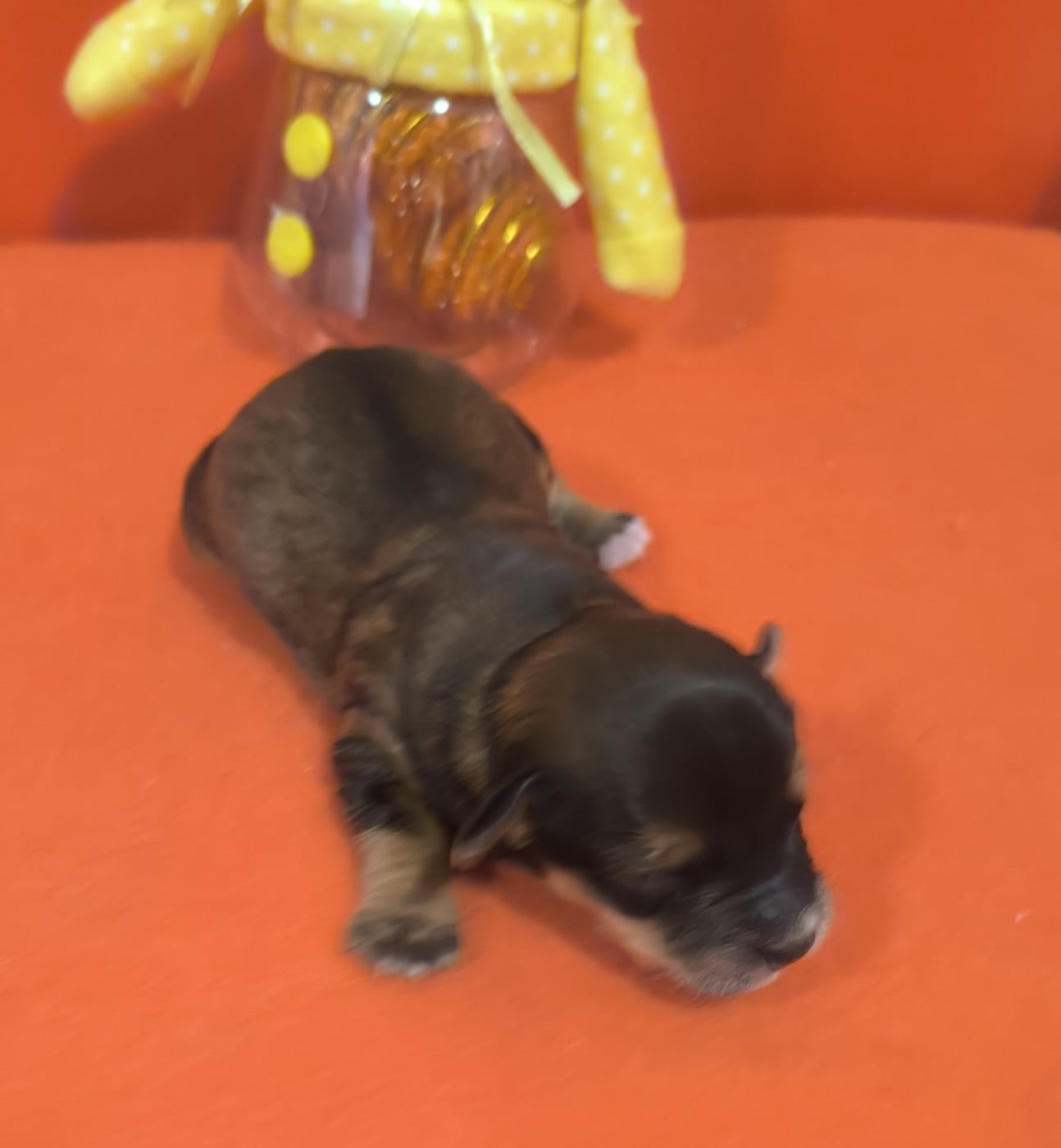 CHIOT 6 - Bichon Havanais