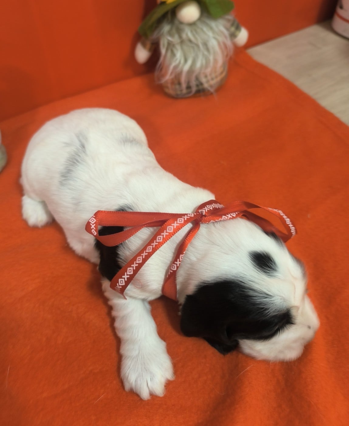 Femelle noire et blanche