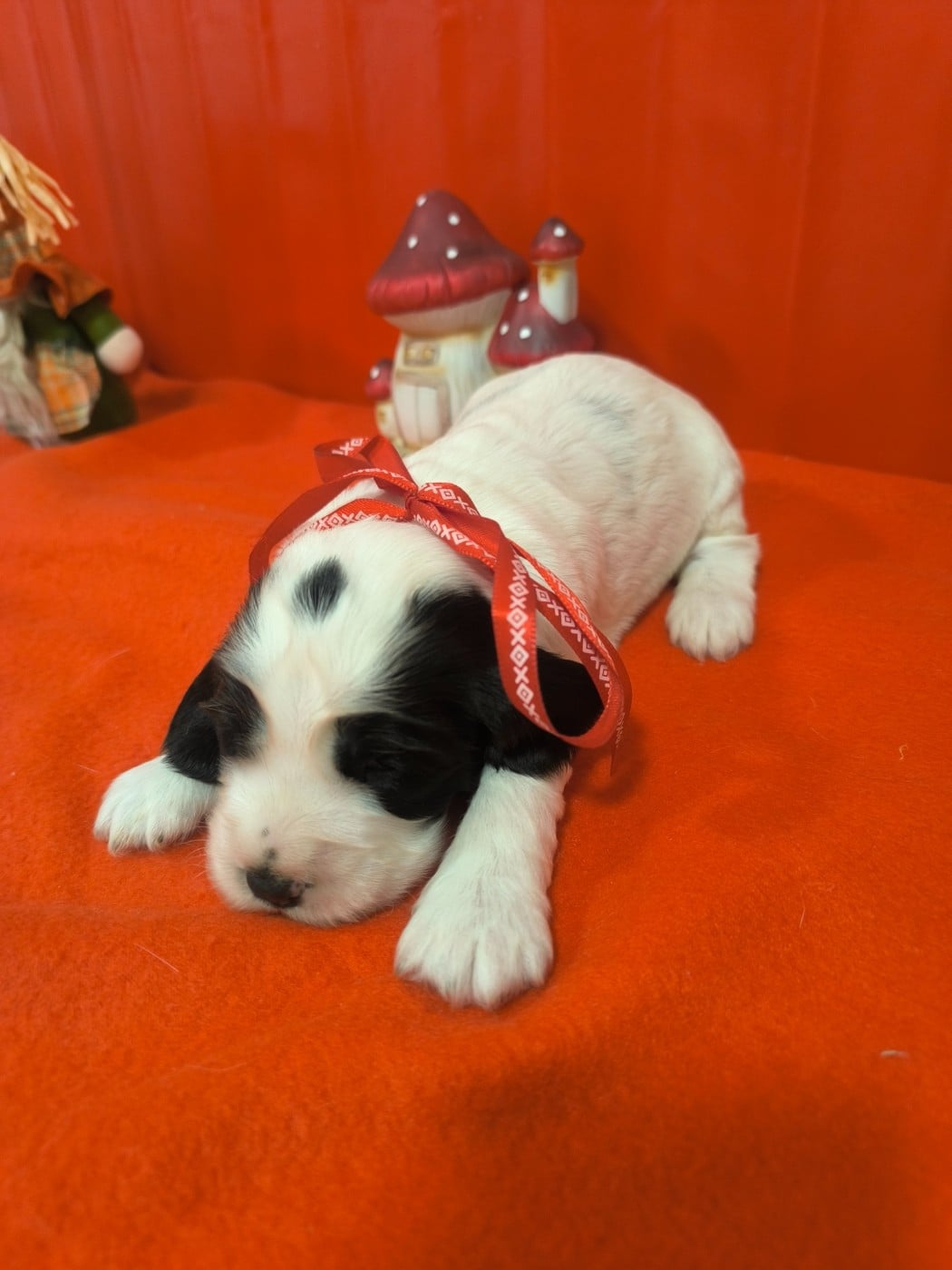 Femelle noire et blanche