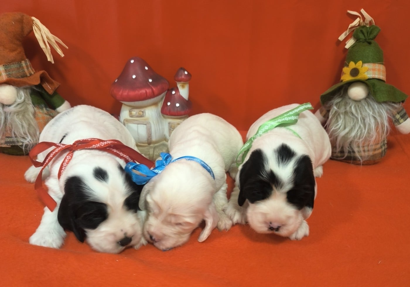 Femelle noire et blanche