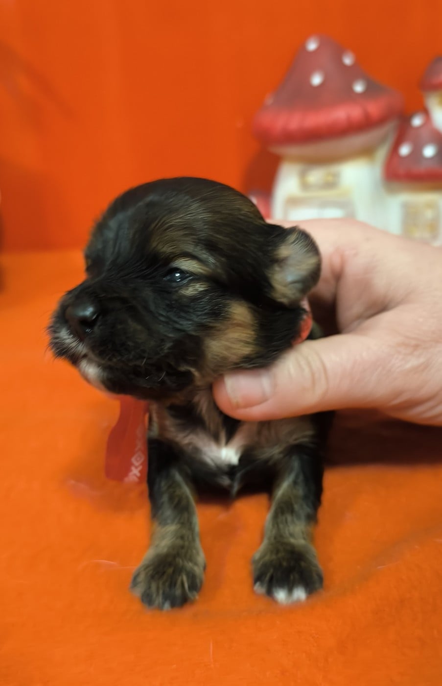 Femelle collier rouge