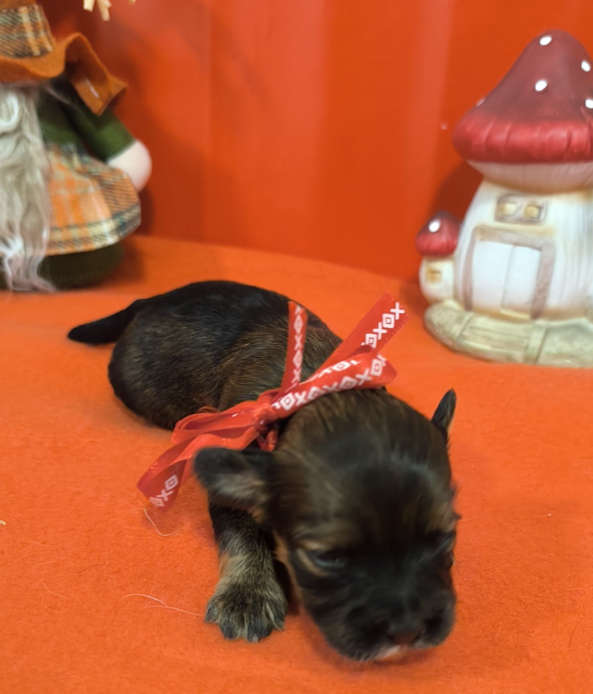 Femelle collier rouge