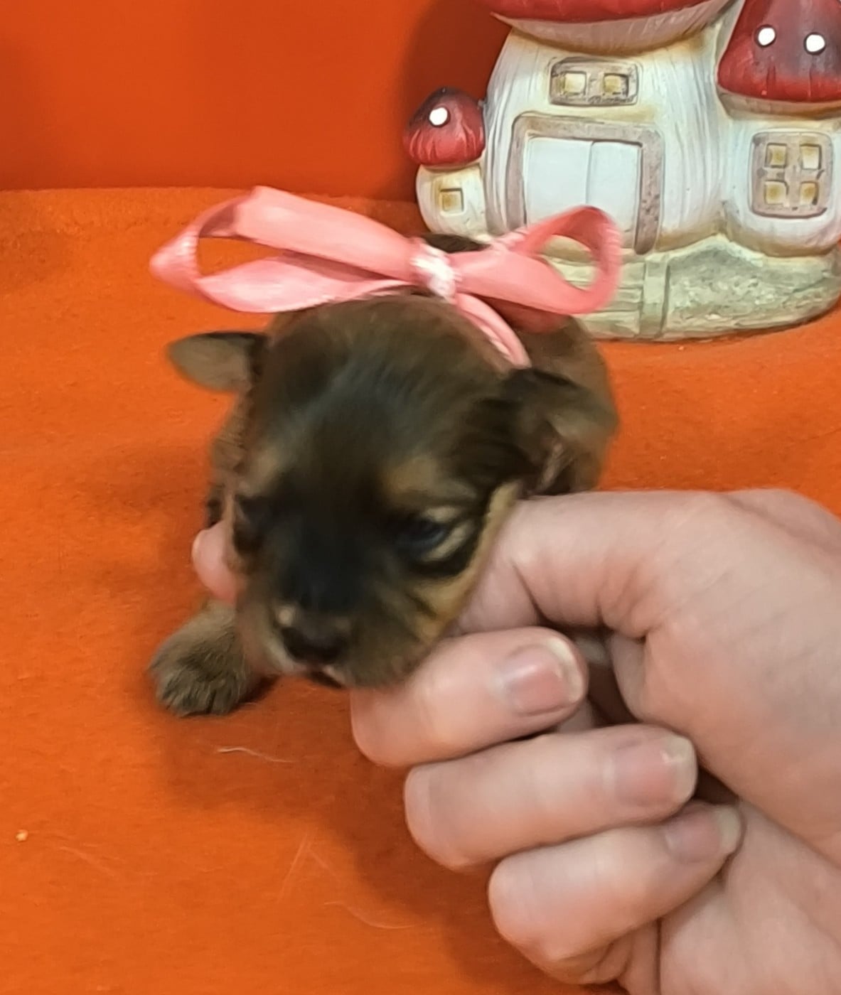 Femelle collier rose