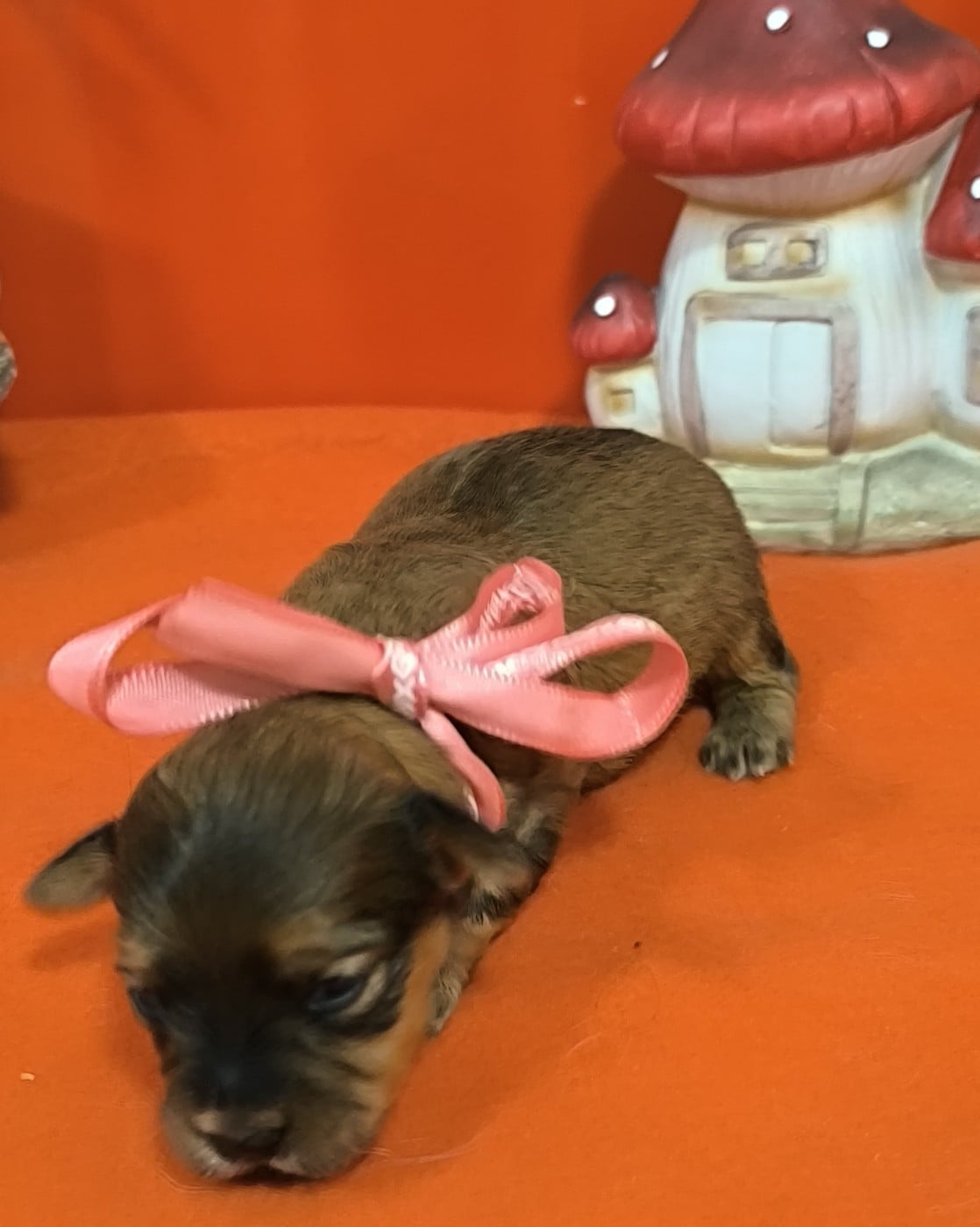 Femelle collier rose