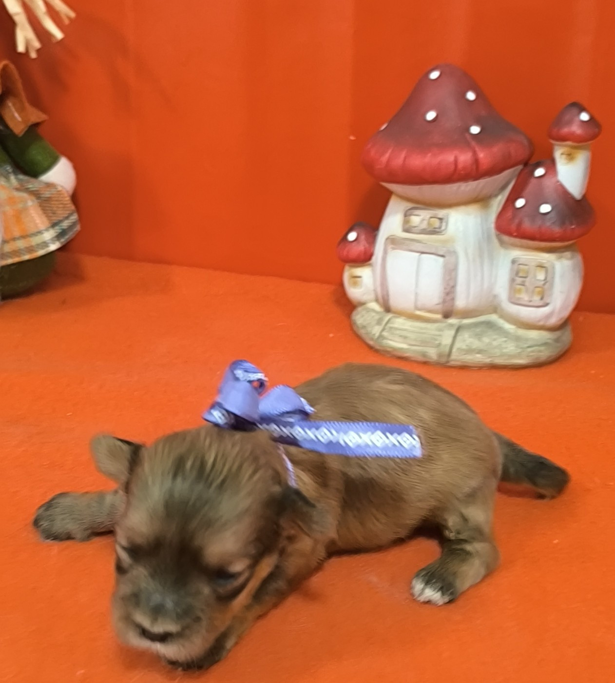 Femelle collier violet