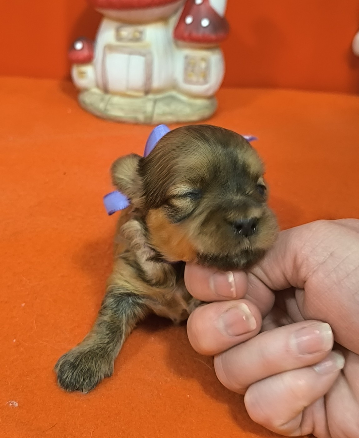 Femelle collier violet