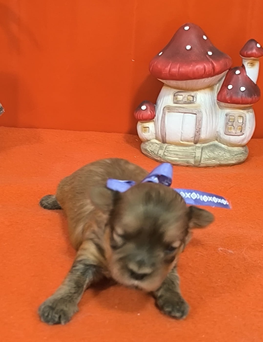 Femelle collier violet