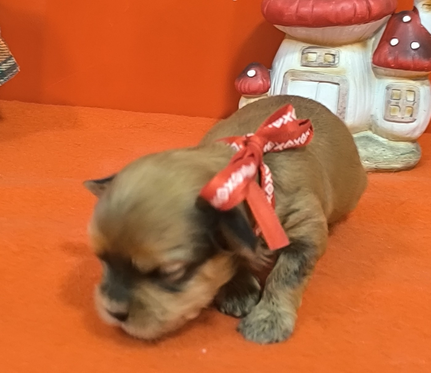 Femelle collier rouge