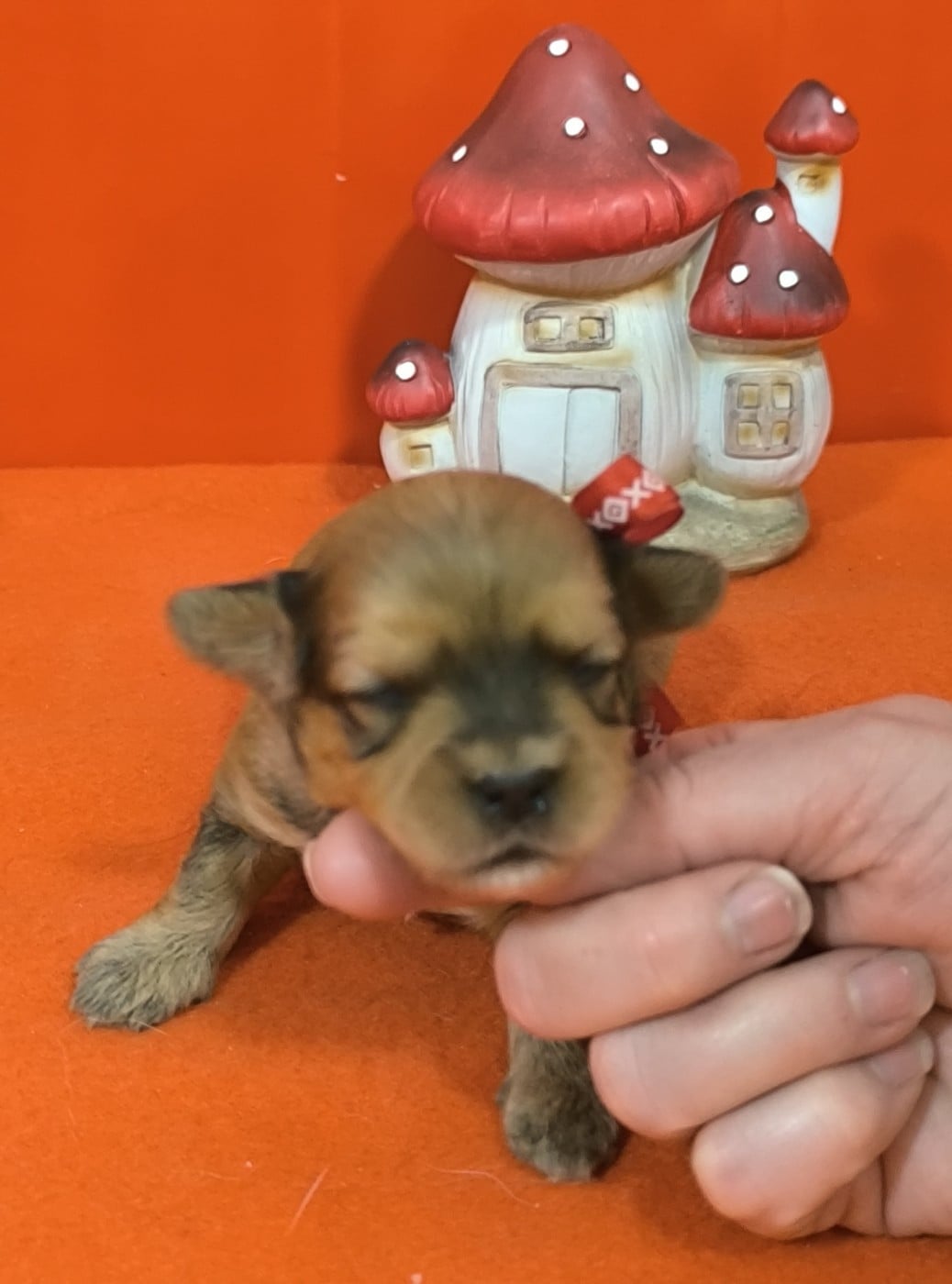 Femelle collier rouge