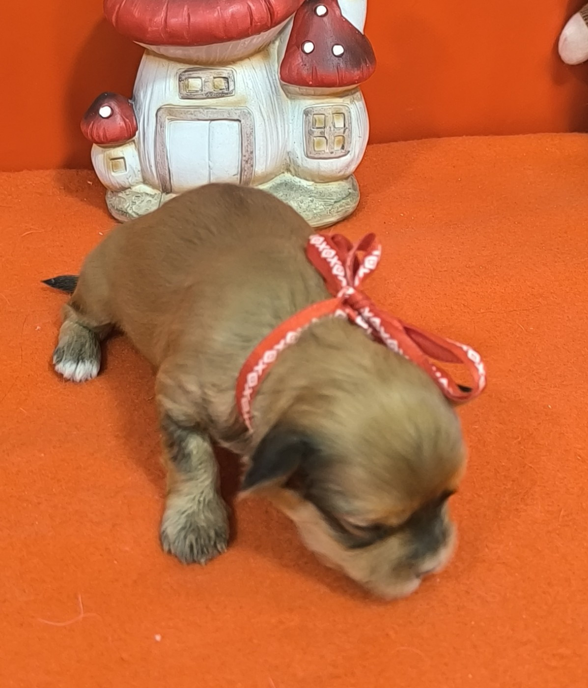 Femelle collier rouge