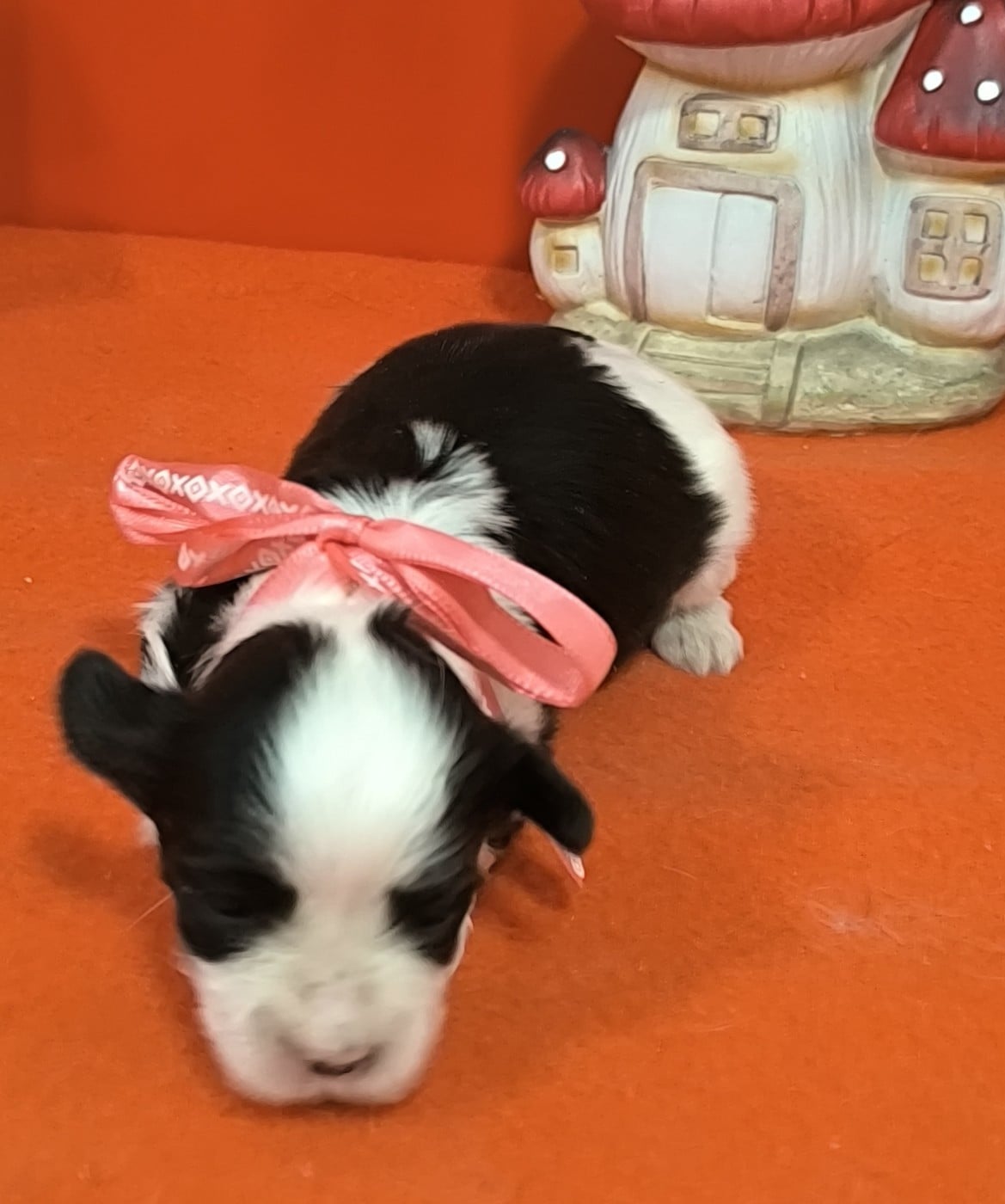 Femelle collier rose