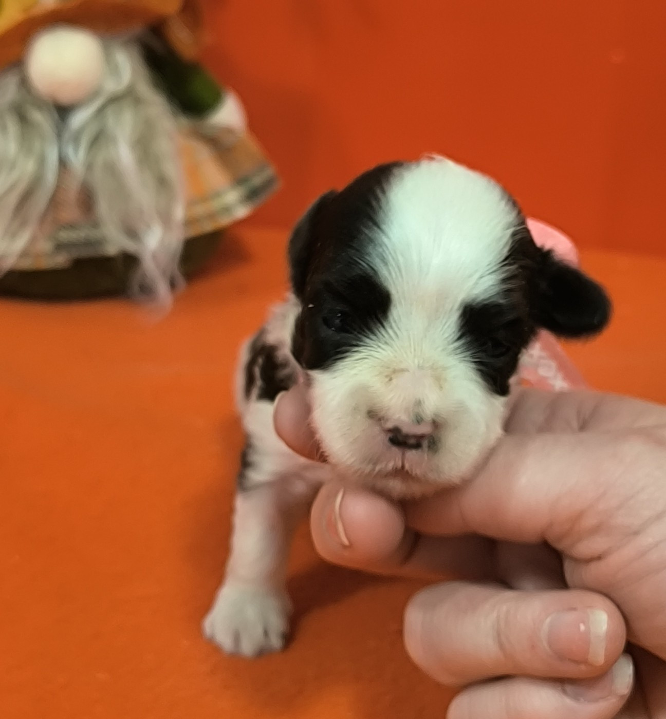 Femelle collier rose