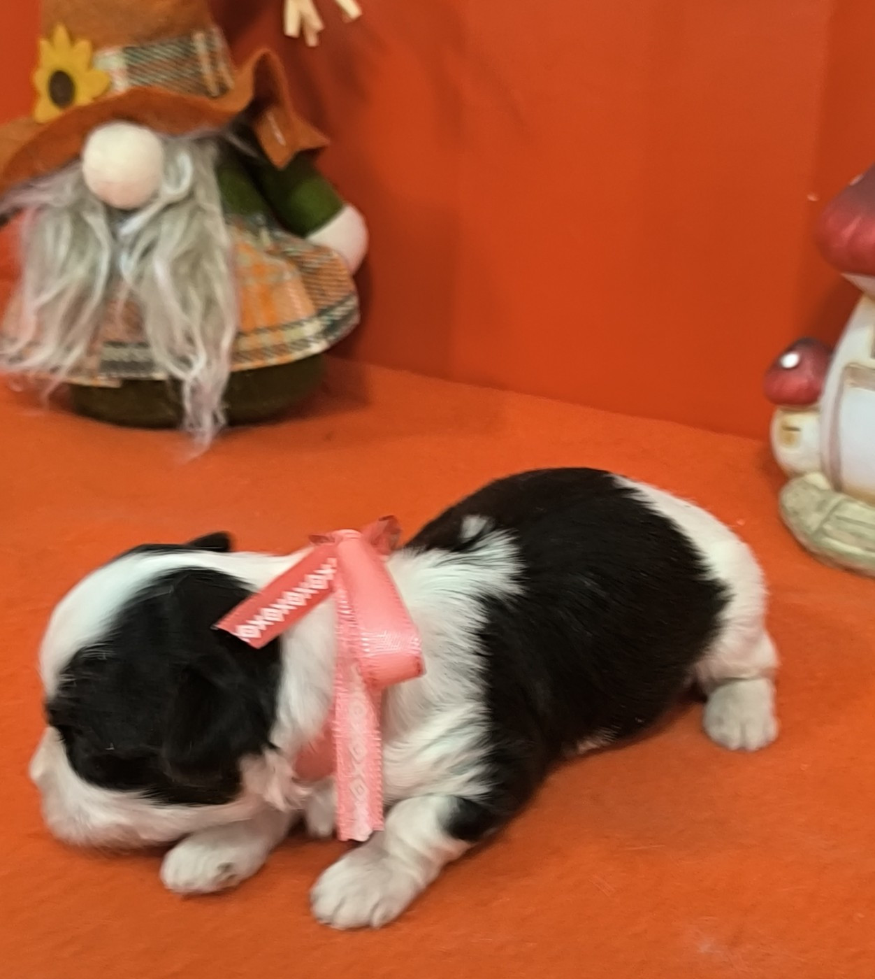 Femelle collier rose