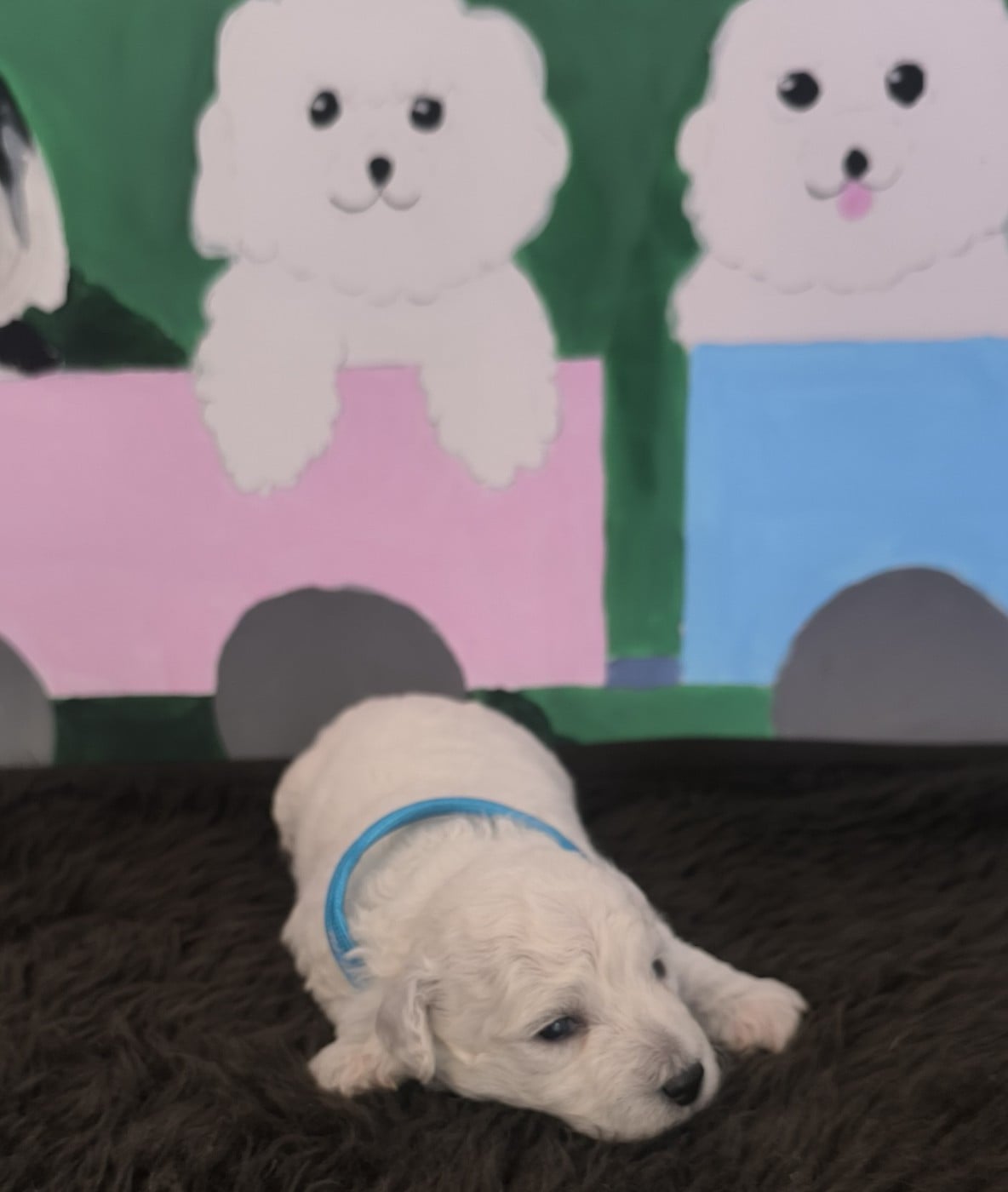Chiot N°1