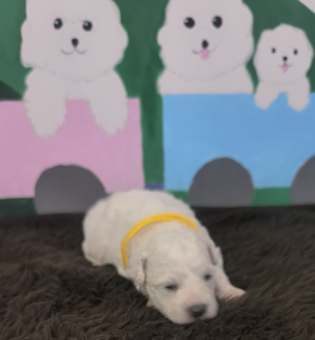 Chiot N°2
