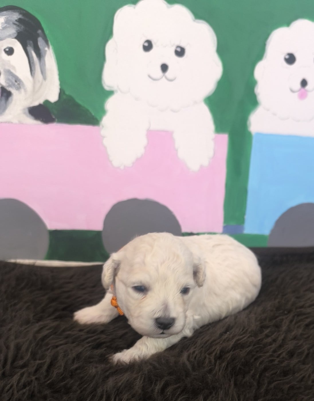 Chiot N°3