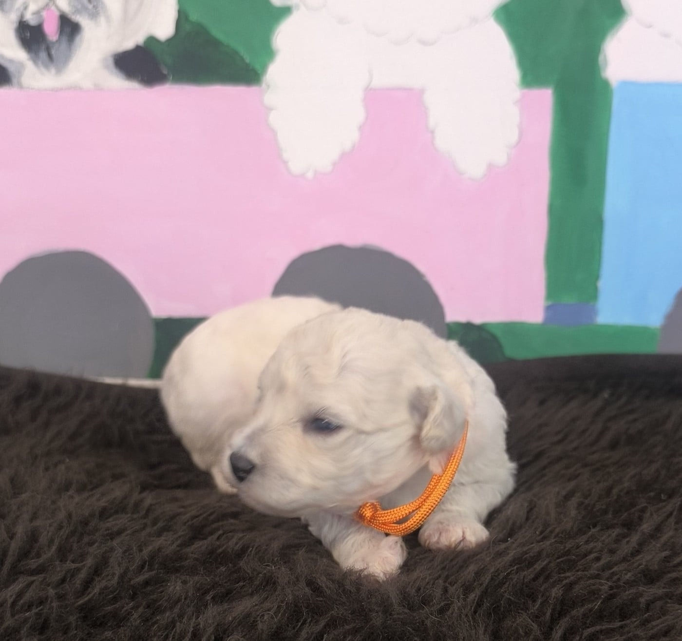 Chiot N°3