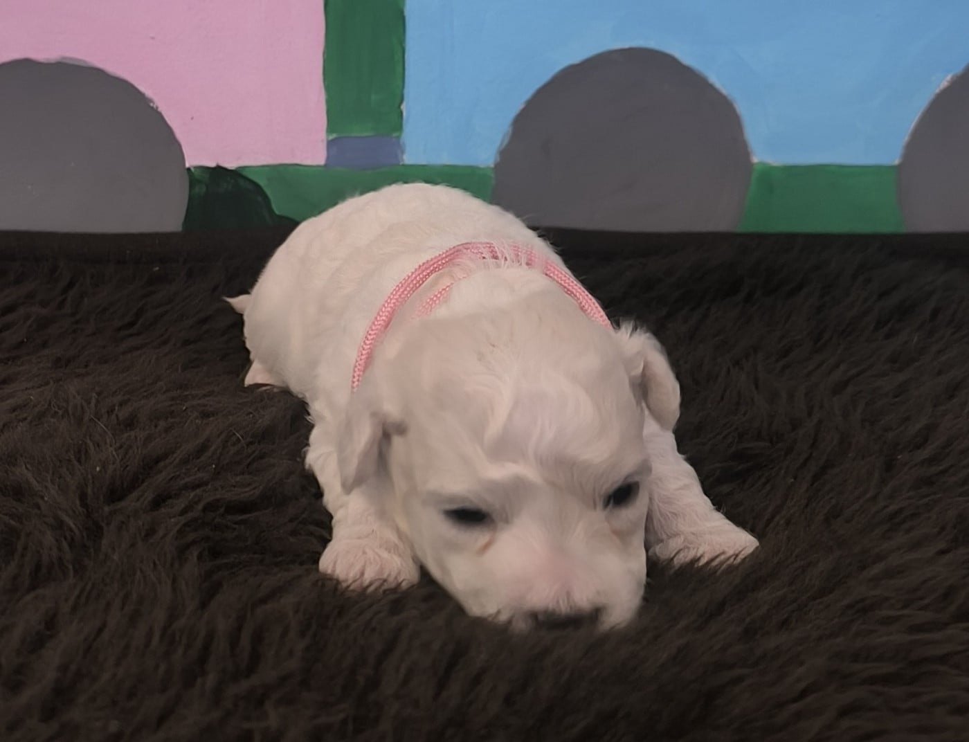 Chiot N°4