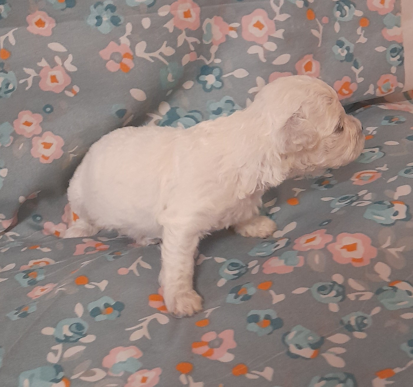 Chiot N°1 - Bichon Frise