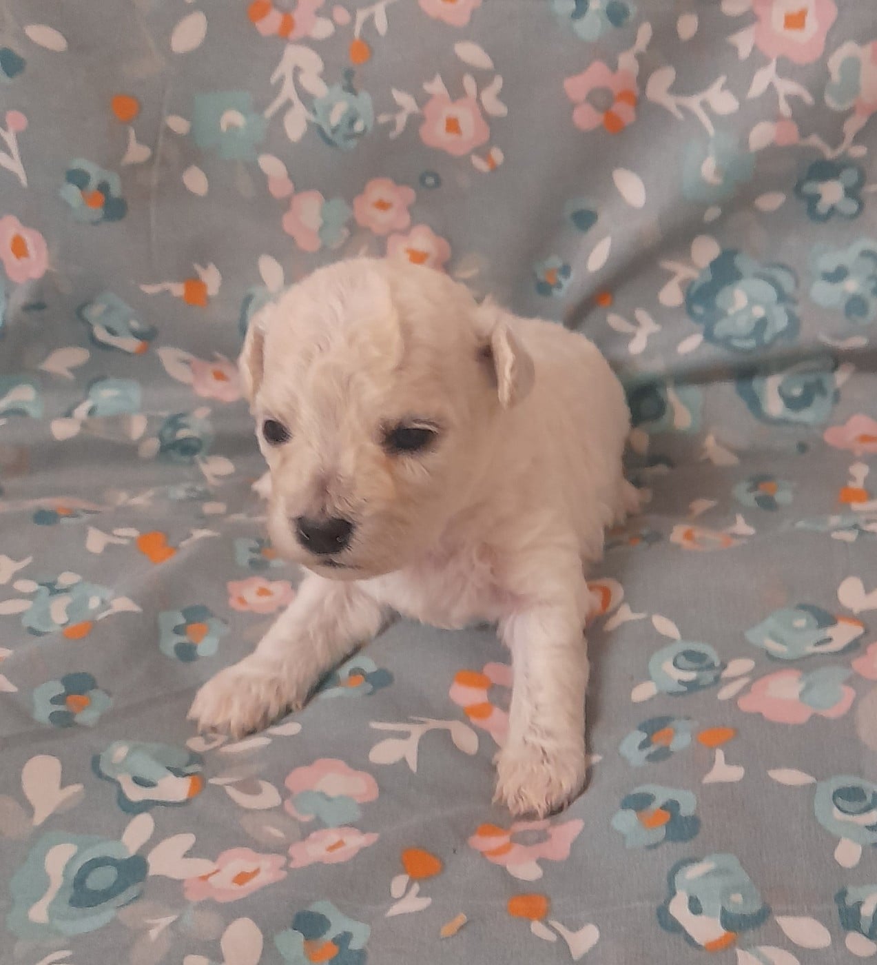 Chiot N°4 - Bichon Frise