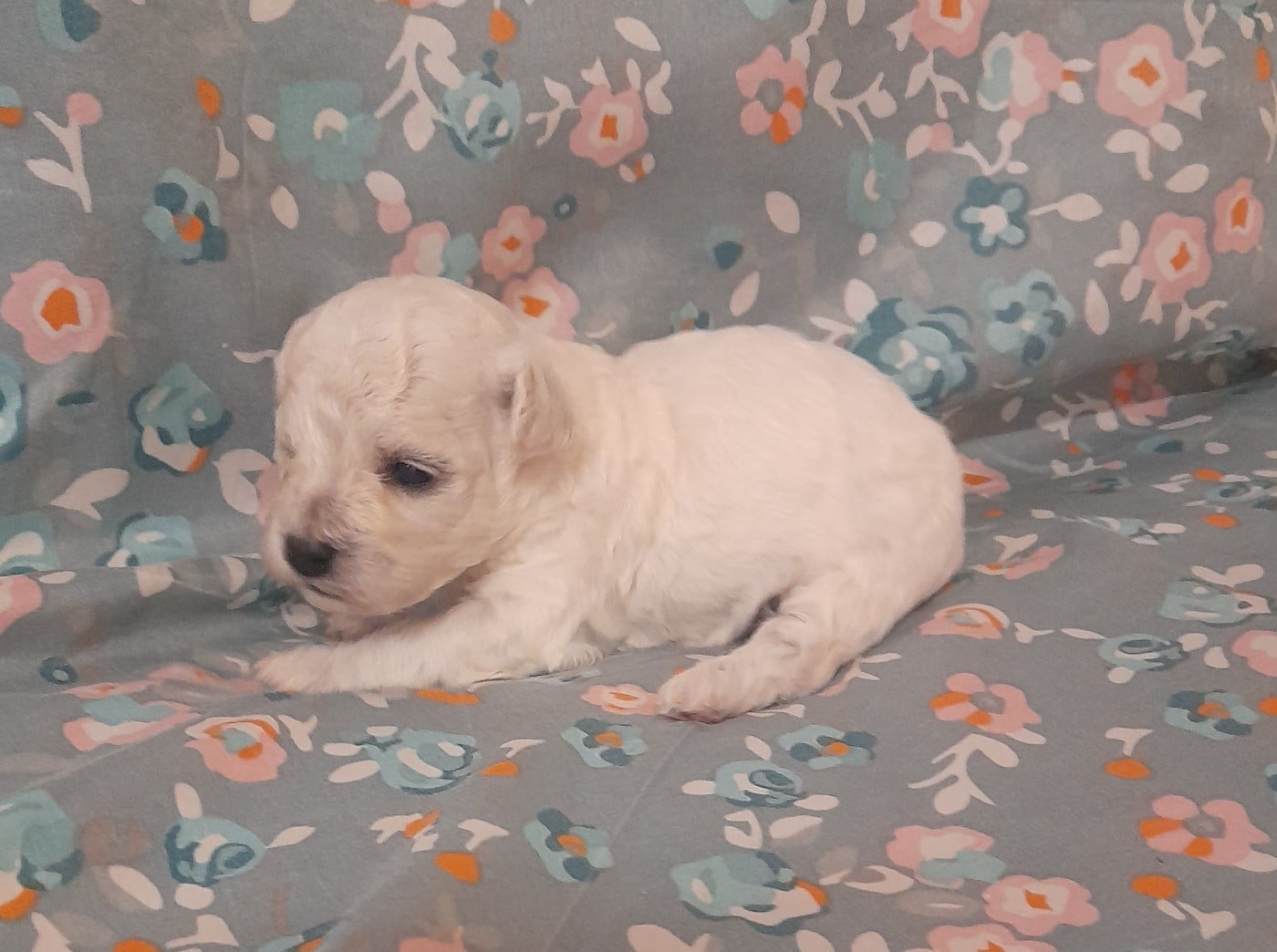 Chiot N°5 - Bichon Frise
