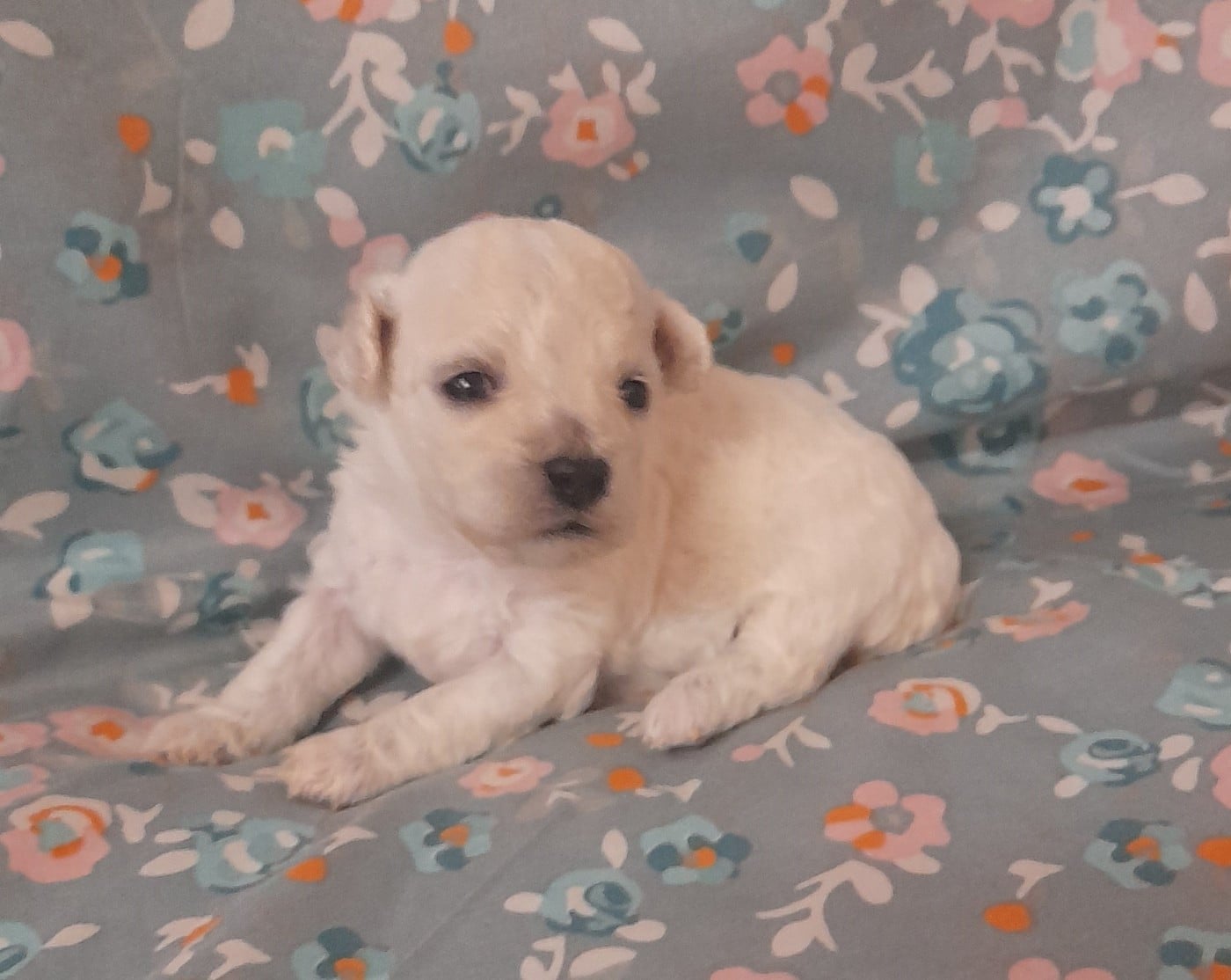 Chiot N°6 - Bichon Frise