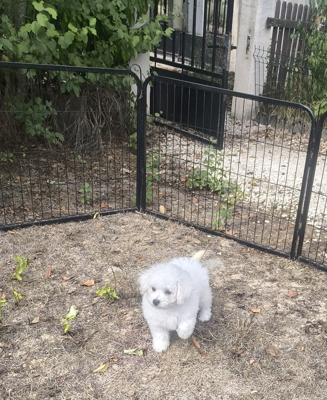 Chiot femelle - Bichon Frise
