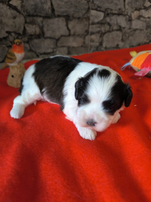 Les chiots de Bichon Havanais