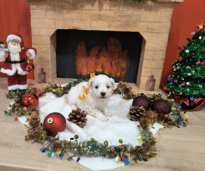 Les chiots de Bichon Frise