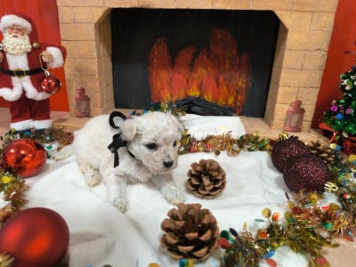 Les chiots de Bichon Frise