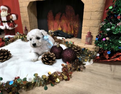 Les chiots de Bichon Frise