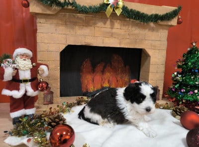 Les chiots de Bichon Havanais