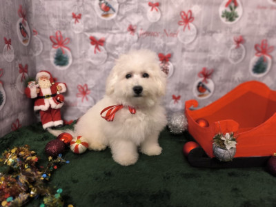 Les chiots de Bichon Frise