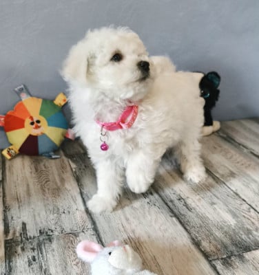 Les chiots de Bichon Frise