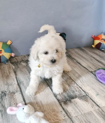 Les chiots de Bichon Frise