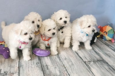 Les chiots de Bichon Frise