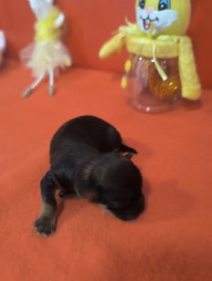 Les chiots de Bichon Havanais