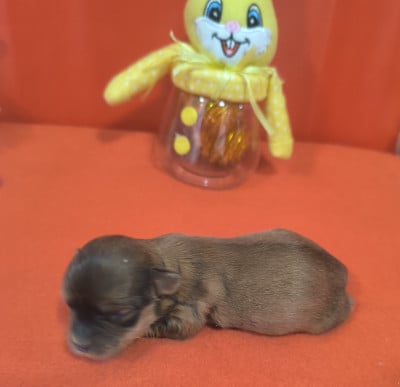 Les chiots de Bichon Havanais