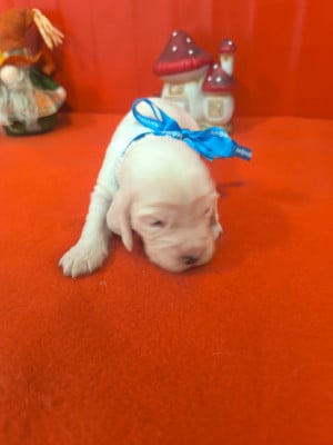 Cocker Spaniel Anglais