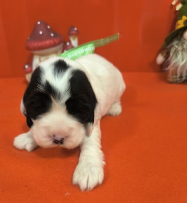 Mâle noir et blanc - Cocker Spaniel Anglais