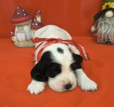 Femelle noire et blanche - Cocker Spaniel Anglais