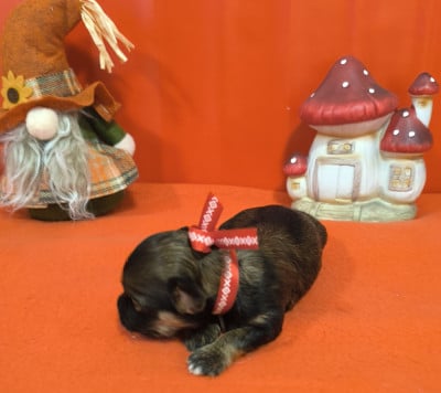 Les chiots de Bichon Havanais