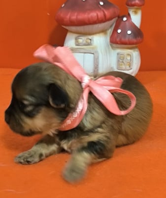 Les chiots de Bichon Havanais