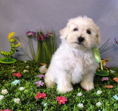 Les chiots de Bichon Frise