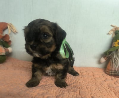 Les chiots de Bichon Havanais