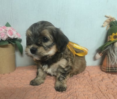 Les chiots de Bichon Havanais