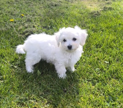 Les chiots de Bichon Frise