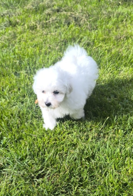 Les chiots de Bichon Frise