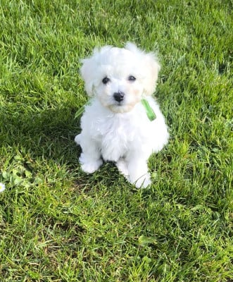 Les chiots de Bichon Frise