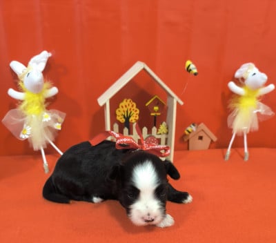 Les chiots de Bichon Havanais